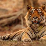 Top 5 National Parks to Visit for Wildlife Watching