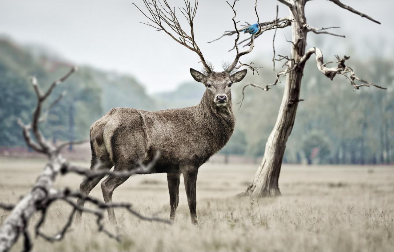 The Big Five A Guide to Africa’s Most Iconic Wildlife