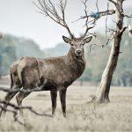 The Big Five: A Guide to Africa’s Most Iconic Wildlife