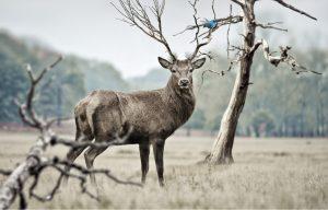 The Big Five: A Guide to Africa’s Most Iconic Wildlife