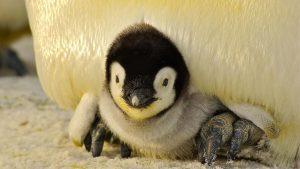 The Importance of Wildlife Conservation: Why We Need to Protect Endangered Species