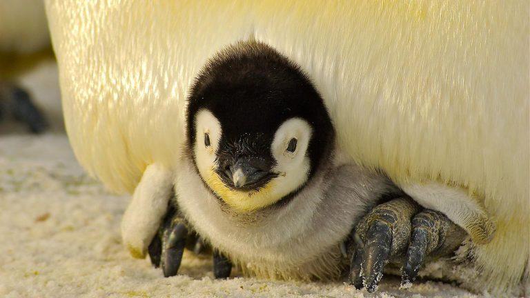 The Importance of Wildlife Conservation: Why We Need to Protect Endangered Species