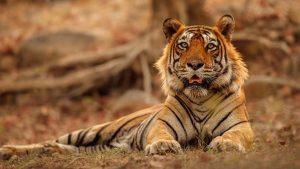 Top 5 National Parks to Visit for Wildlife Watching