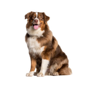 Beautiful Dog