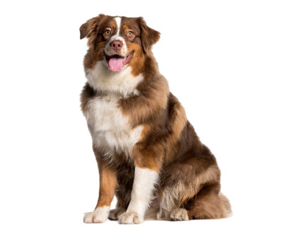 Beautiful Dog