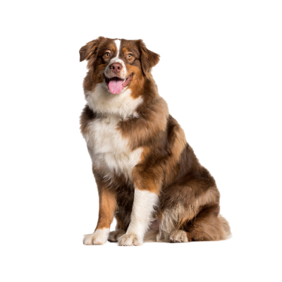 Beautiful Dog
