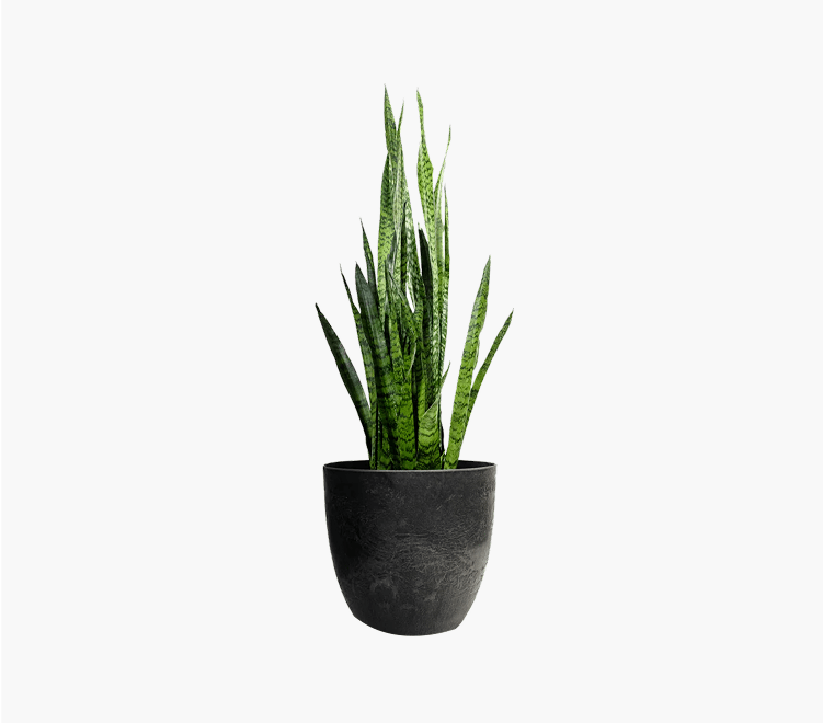 Pointed Shovel - Image 2