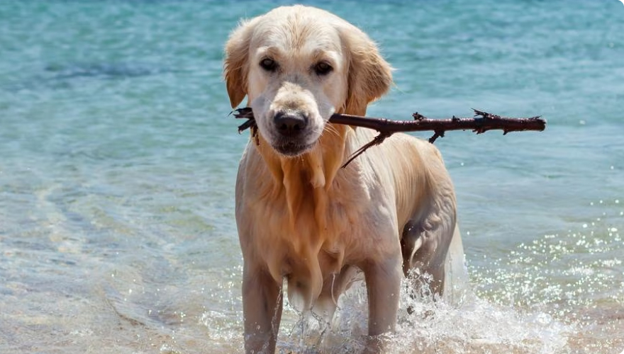 Labrador retriever