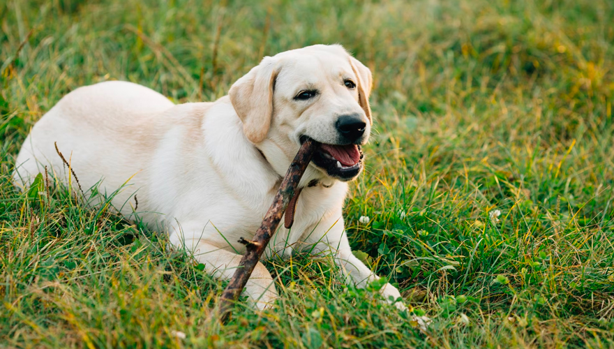 Labrador retriever