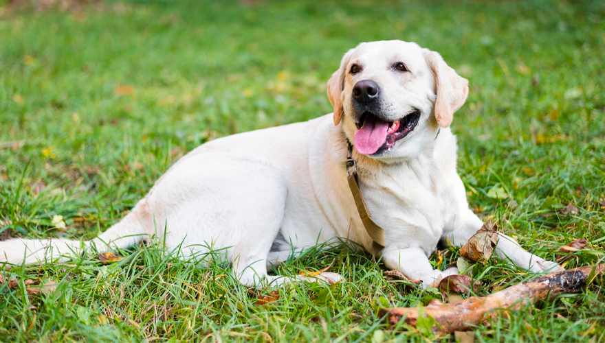 Labrador retriever